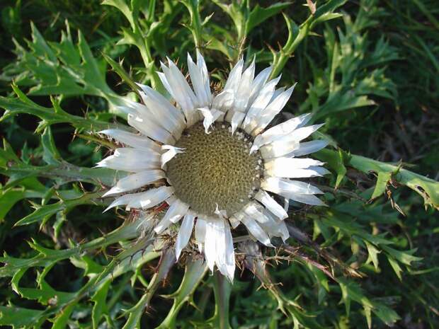 Carlina на фото