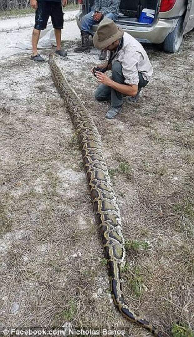 Охотники на змей поймали во Флориде пятиметрового питона! змееловы, змеи, знатная добыча, тигровый питон