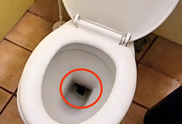 Крупная змея забралась в унитаз и попала на видео