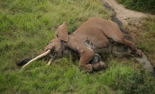 Браконьеры убили одного из самых старых слонов Африки отравленной стрелой Браконьеры, африка, бивни, браконьерство, кения, слоны