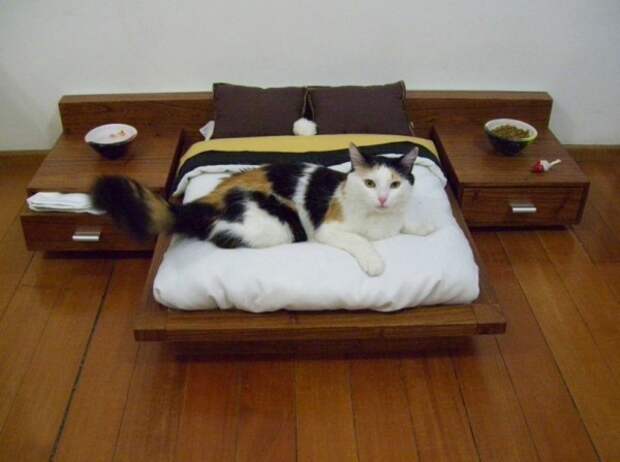роскошная кровать для кошки