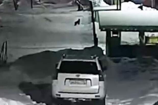 В Татарстане на видео попало, как рысь бегала по дороге