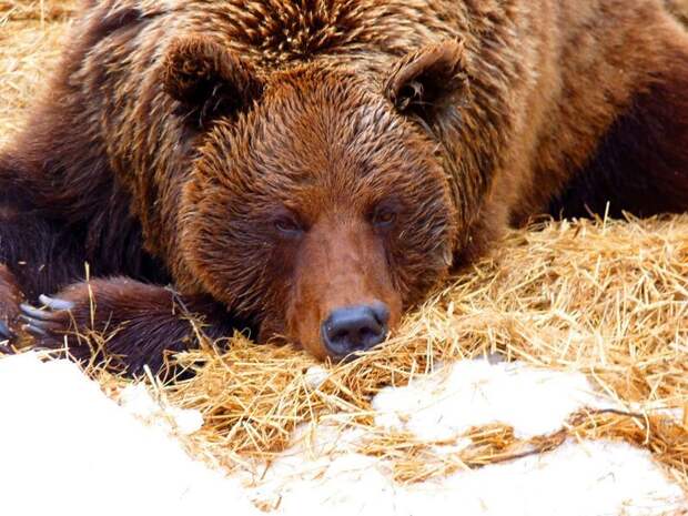 Омский медведь Фома не оценил весну и снова залег в берлогу ynews, весна, зоопарк, март, медведи, омск, погода, спячка
