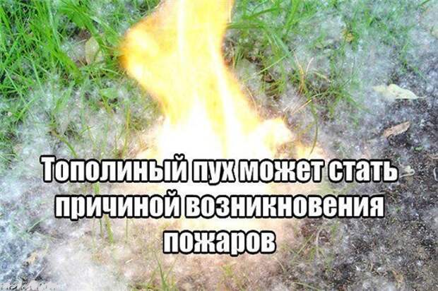 Тополиный пух / Фото 2 РОНПР Управления по СЗАО Главного управления МЧС России по г. Москве