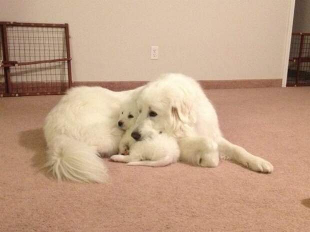 Great Pyrenees | It's Dog or Nothing