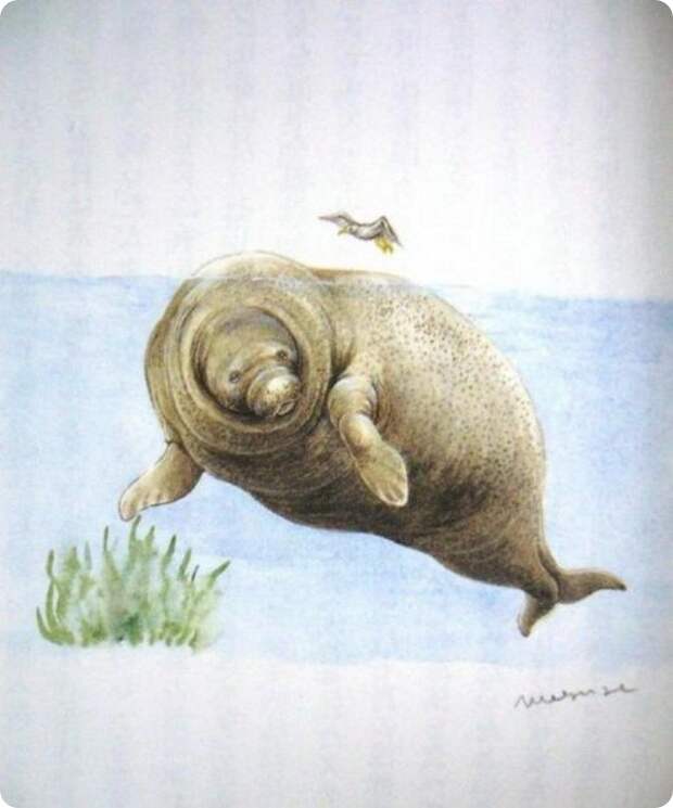 Стеллерова корова (лат.Hydrodamalis gigas) — морская корова или капустница