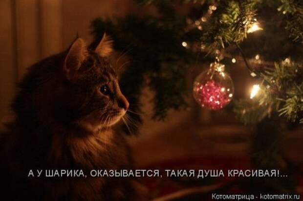 Новая котоматрица (44 шт)