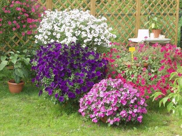 Ramblin и Typhoon. Каскадная петуния