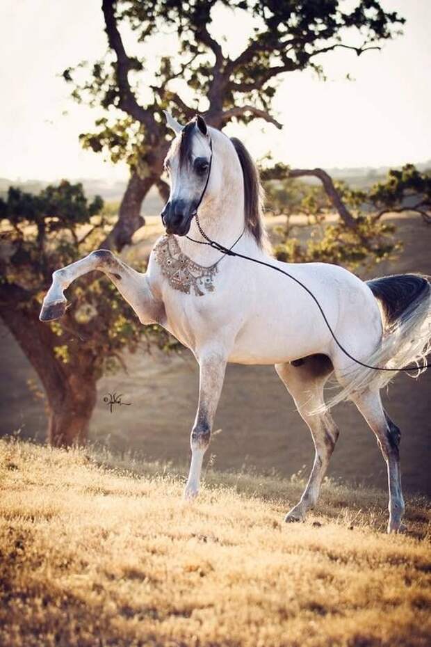 У лошадей прекрасно развита память. И многие считают лошадей достаточно умными животными, во многом благодаря проявлению именно этой особенности. животные, интересное, кони, красота, лошади, масть, факты, фауна