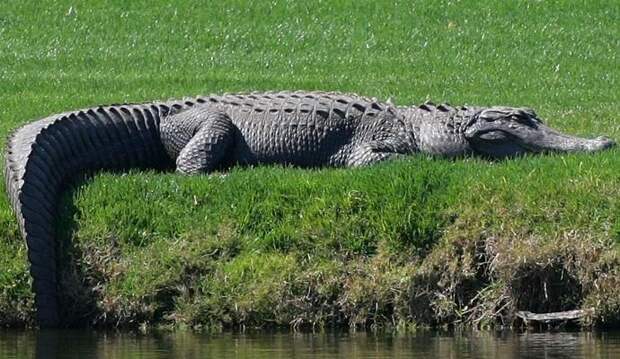 Во Флориде засняли колоссальных размеров аллигатора