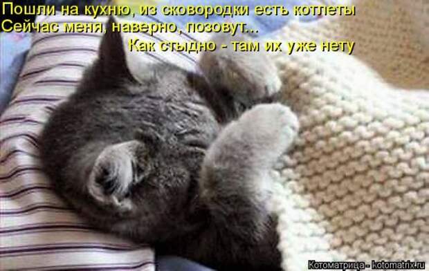 Лучшие котоматрицы недели (50 фото)