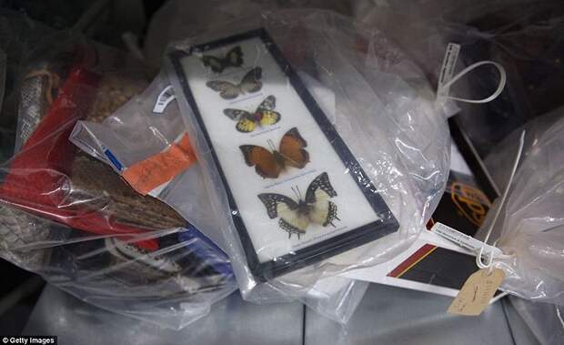 Разнообразие конфискованной контрабанды в аэропорту Лондона аэропорт, контрабанда, конфискация, Лондон, таможня