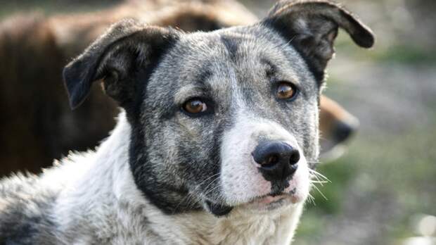 Наиболее заметными признаками старения были увеличение веса, более частое мочеиспускание и ухудшение зрения. Фото Vitalina Parpalak/Pexels Наиболее заметными признаками старения были увеличение веса, более частое мочеиспускание и ухудшение зрения. Фото Vitalina Parpalak/Pexels