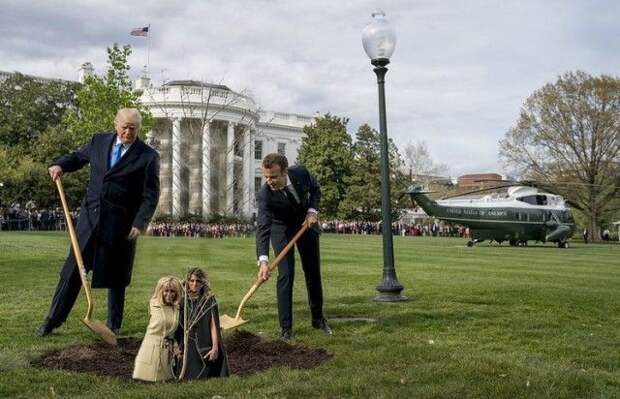 Сажающие дерево Трамп и Макрон стали героями фотожаб