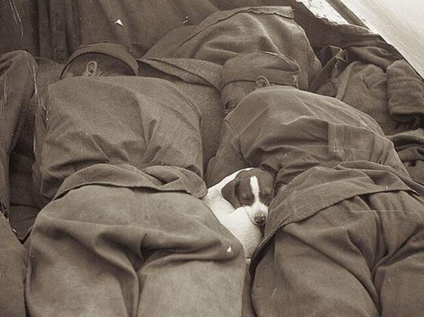 Щенок спит между советскими солдатами (1945) история, ретро, фото, это интересно