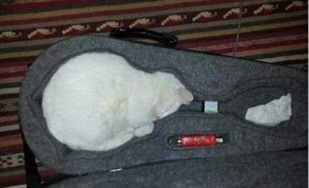 Коты в жидкой форме