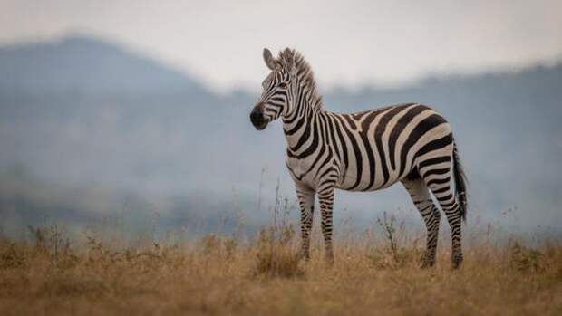 Зачем зебре полоски?