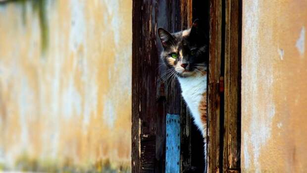 Трёхцветная кошка выглядывает из-за двери