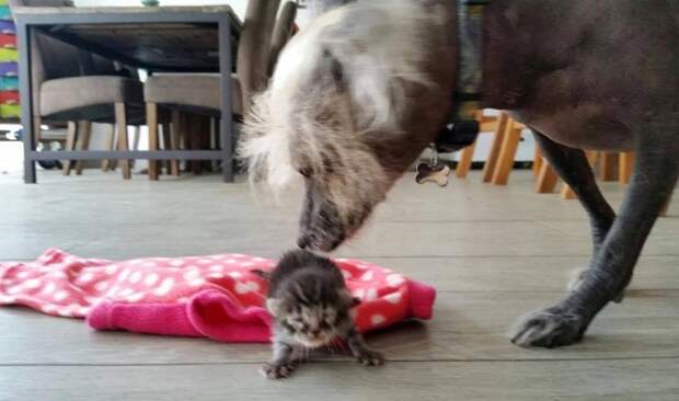 Без кота и жизнь не та