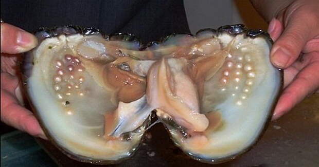 2627134_1365256959_002 (650x341, 38Kb)