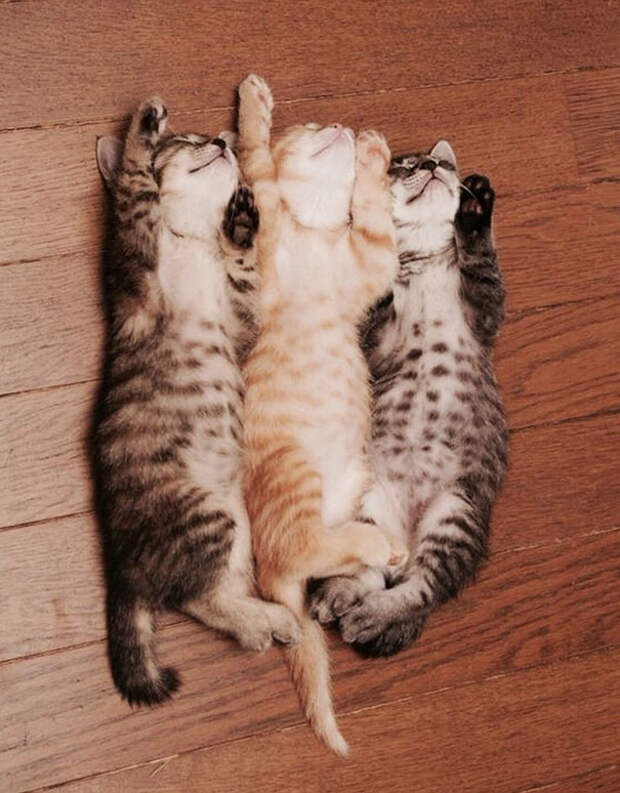 очаровательные спящие котята