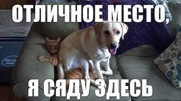 Кошка плюс собака: милые и смешные приколы с животными