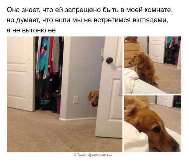 Собаки, которые поняли эту жизнь Собака, хитрые твари, длиннопост