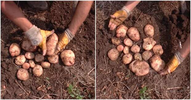Суперспособ выращивания картофеля для сверхурожая