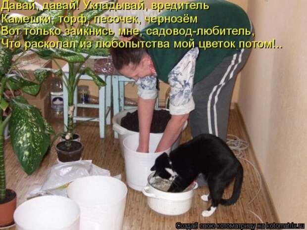 Лучшая котоматрица недели