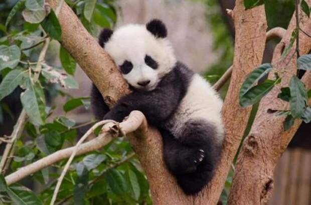 Дикие гигантские панды могут уснуть в любом месте.