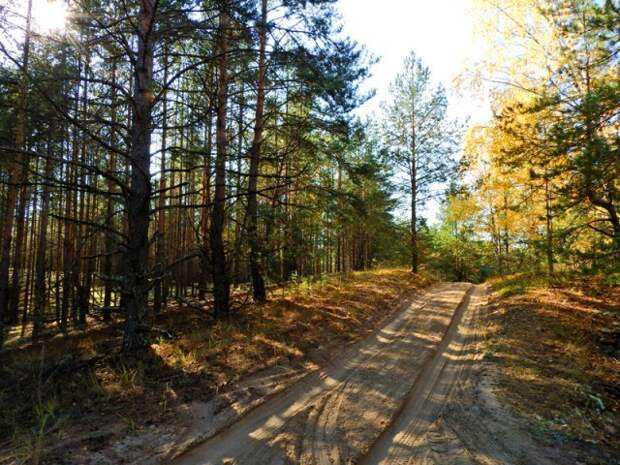 Прогулка по лесу с ножом, фотоаппаратом и ведром грибы, листва, осень, природа, прогулка, сделай сам