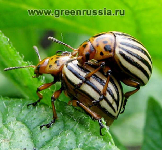 Лечебные средства и методы защиты растений