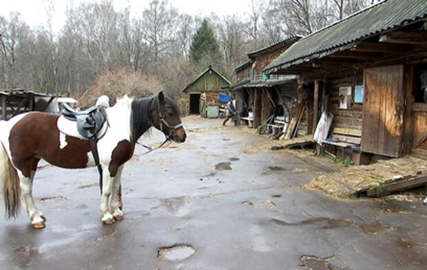 Лошадиный "Лосиный остров": в нацпарке обновят места для занятий конным спортом