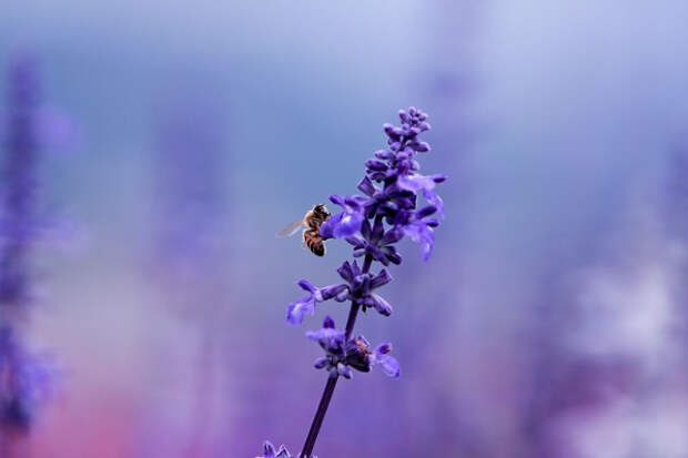 flowers insects macro bees lavender purple flowers blurred background_wallpaperswa.com_87 (600x400, 175Kb)