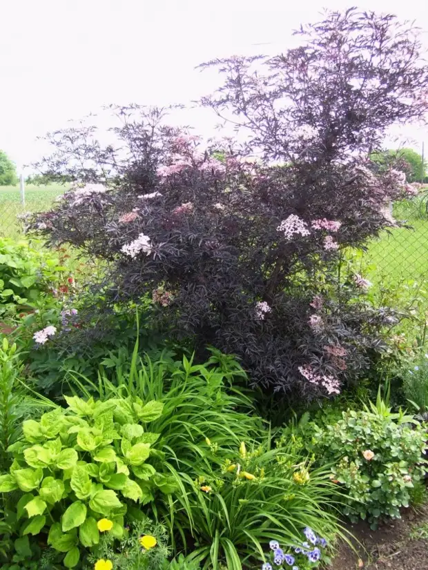 Бузина чёрная "Блек Лейк" (Sambucus nigra 'Black lace')