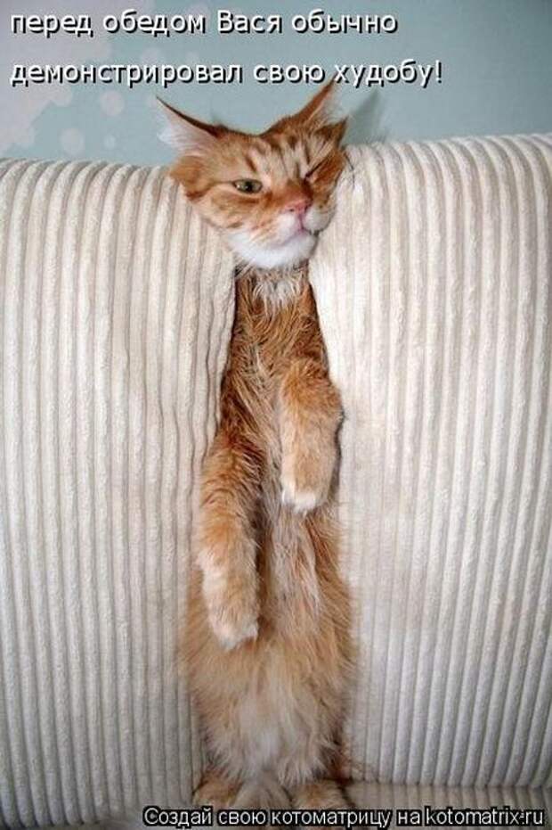 Котоматрицы (картинки с надписями)