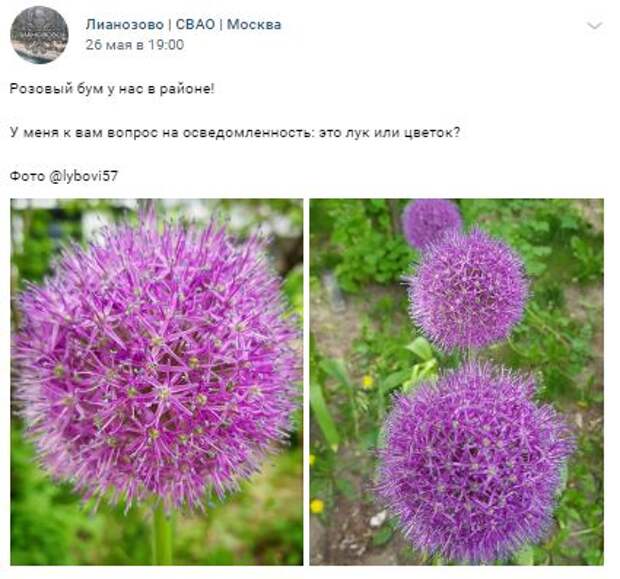 Красота цветущего лука в Лианозове поразила интернет-пользователей