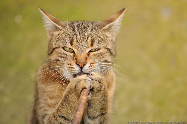 Singing cat by ZoranPhoto