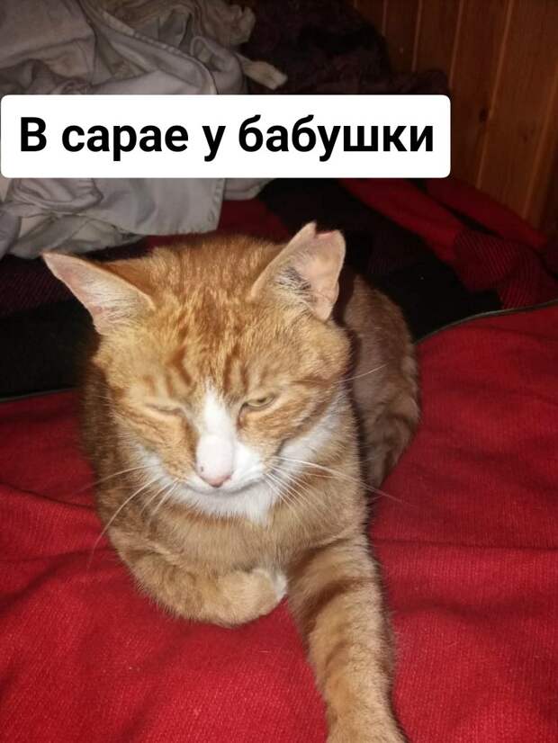 Закончился дачный сезон, все уехали. А там, на опустевших участках остались два рыжих солнышка... Умоляем, возьмите, хотя бы на время!