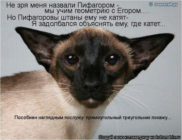 Смешные кошки в котоматрице 8