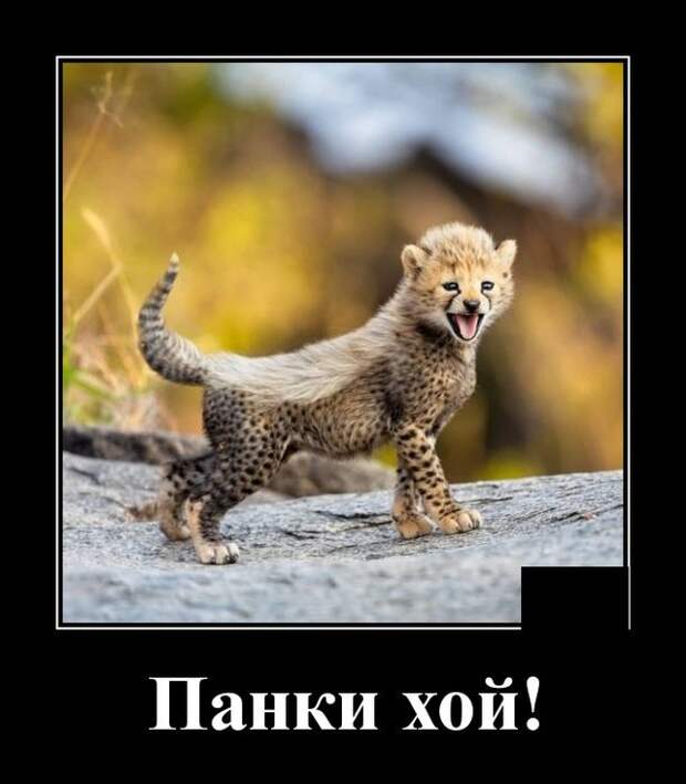 Демотиваторы (20 фото)
