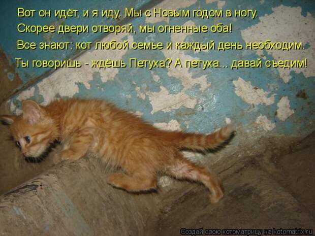 Лучшие котоматрицы недели (50 фото)