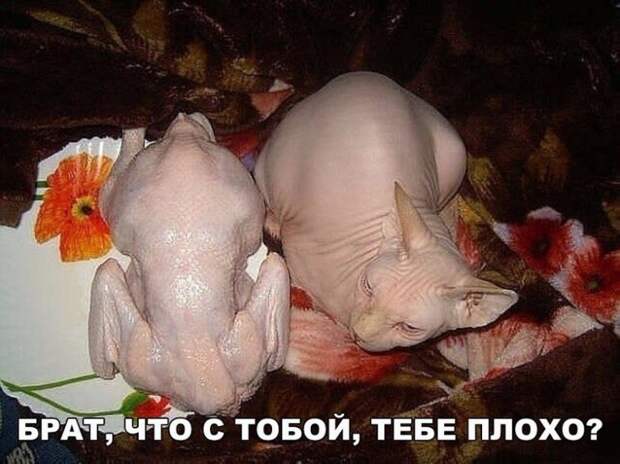 Подборка фотоприколов