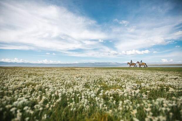 Австрийцы покатались на лошадях в Кыргызстане среди эдельвейсов австрия, в мире, владивосток, грузовик, карсота, люди, путешествие