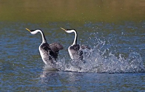 � �������� �� ����� ���