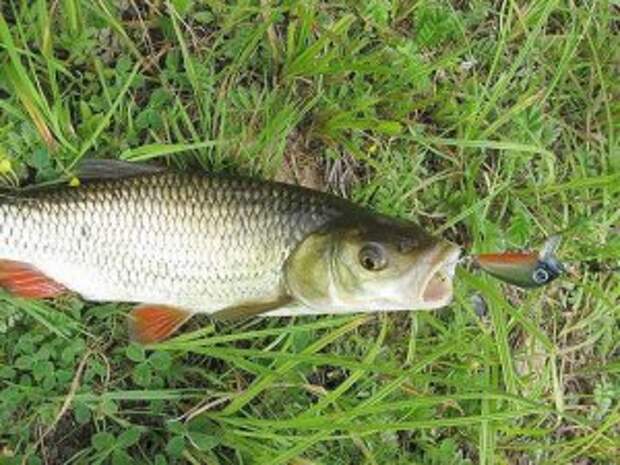 Голавль комариное. Большой голавль. Малек голавля. Голавль на траве. Голавль маленький рыба.