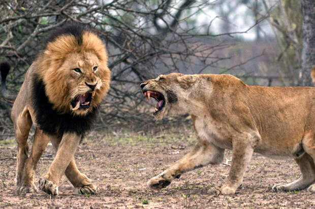 Царь зверей потерял зуб после схватки с львицей животные, зуб