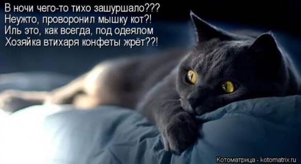 Котоматрицы (картинки с подписями)