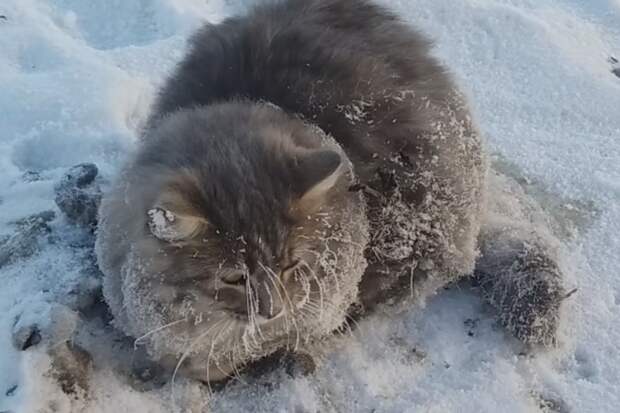 Южноуральцы спасли кота, вмерзшего при -35 в лед. ВИДЕО