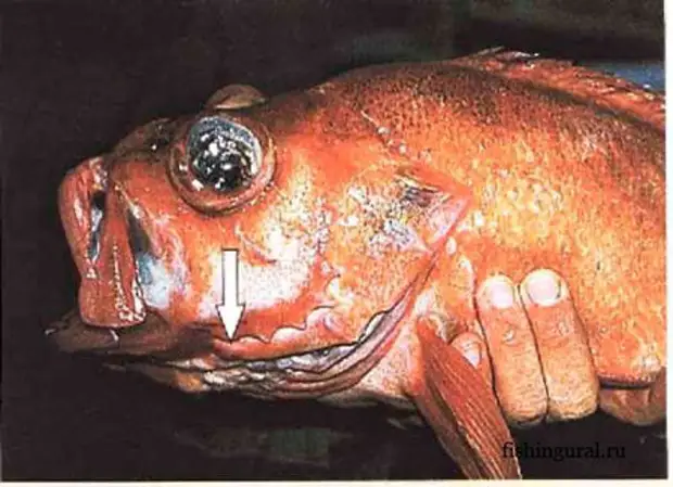 репродуктивная система надкласс рыбы. морской королевский окунь. морской окунь разновидности. система органов размножения рыб. Sebastes marinus.